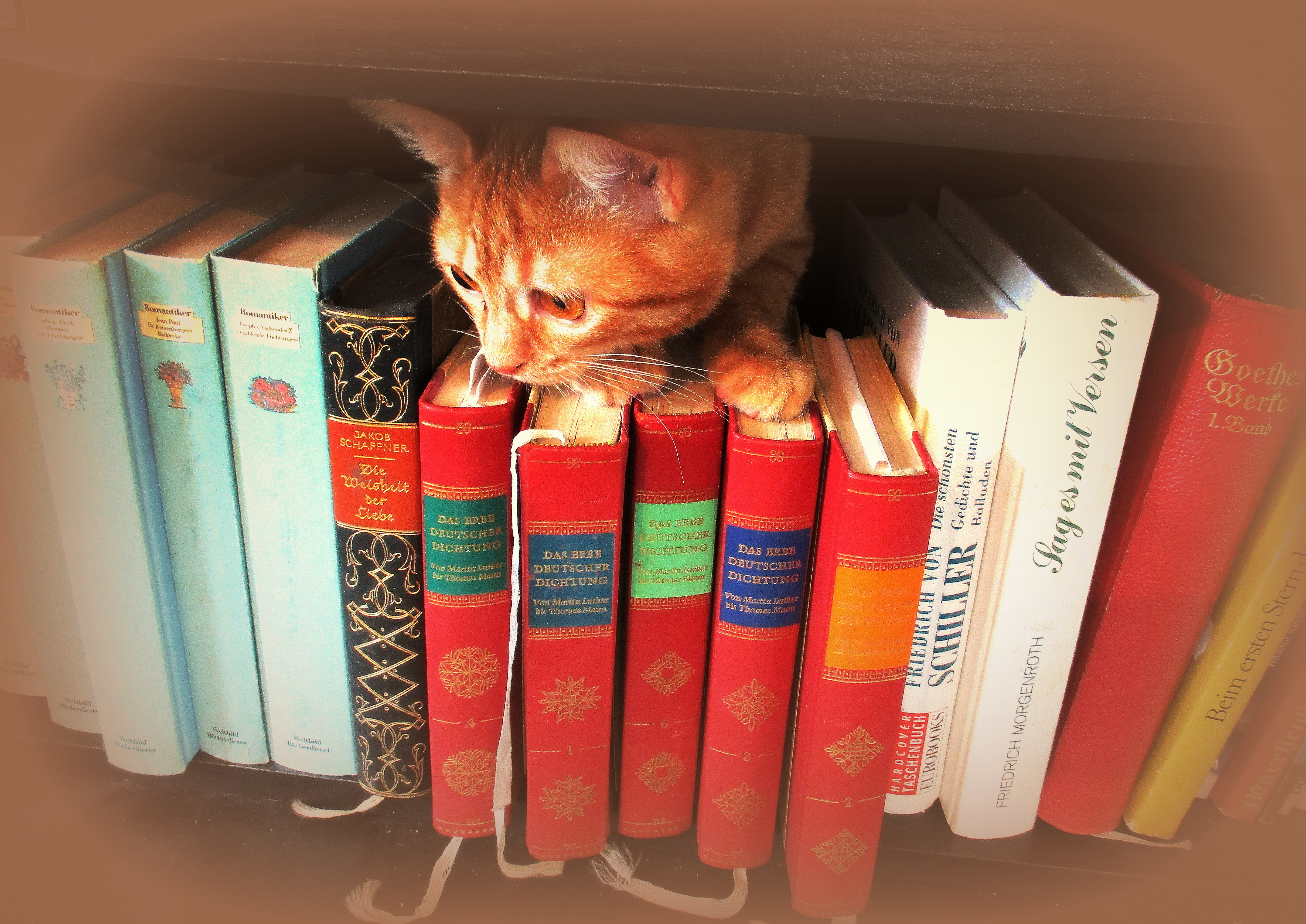 Meine Emmakatze ist eine richtige Leseratte; sie mag besonders Goethe